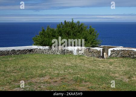 Eine schöne Aufnahme eines grünen Baumes, der an einem sonnigen Tag auf der Insel Flores, Azoren, Portugal, am Steinzaun des Leuchtturms Ponta do Albernaz wächst Stockfoto