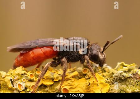 Detaillierte Nahaufnahme der rubberroten Cleptoparaiste Kuckuckbiene, Sphecodes albilabris auf Holz sitzend Stockfoto
