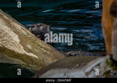 Ein süßer, witziger, nasser eurasischer Otter im Wasser, der versucht, auf einem Felsen zu sitzen Stockfoto