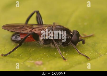 Detaillierte seitliche Nahaufnahme auf einer roten Schwebfliege, Brachypalpoides lentus auf einem grünen Blatt Stockfoto
