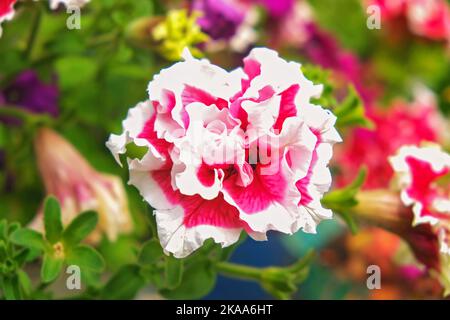 Schöne rote und weiße Petunia Nahaufnahme im heimischen Sommergarten. Petunia ist rot und weiß im Garten. Petunia ist eine rot-weiße Nahaufnahme mit einem unscharfen Hintergrund. Stockfoto