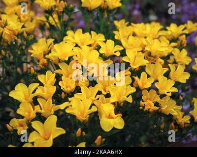 Nahaufnahme von goldenen Flachsblüten in einem Garten Stockfoto
