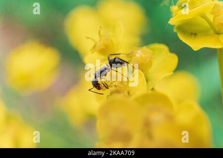 Eine selektive Fokusaufnahme von schwarzer Ameise auf der Eforbia nicaeensis (schöner Spurge) Stockfoto