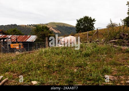 Schweine essen auf einer Wiese in einer Bio-Fleischfarm, Frankreich Stockfoto