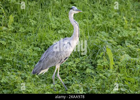 2. Winterjuvenile, Graureiher, Ardea cinerea, am Ufer des Gradna, Samobor, Kroatien Stockfoto