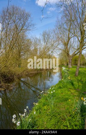 Der Fluss Blackwater bei Coggeshall Essex, im Frühjahr. Stockfoto