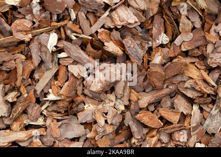 Hintergrundtextur einer Streuung von Kiefernrindensplittern, Draufsicht. Stockfoto