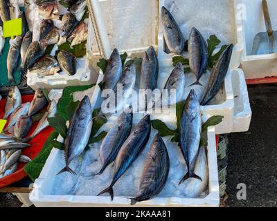 Bonito Fisch und andere Arten von Fisch auf dem Markt verkauft. Stockfoto