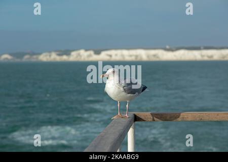 Möwe auf der Fähre, weiße Klippen, Dover, England, Großbritannien Stockfoto