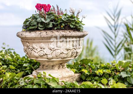 Cyclamen in einem Container, Lungomare, Franz Joseph Promenade, Opatija, Kroatien Stockfoto