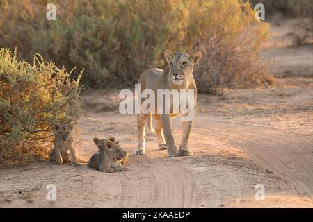 Drei kleine Löwen (Panthera leo) Jungen, geschätzt 6-8 Wochen alt, werden von ihrer Mutter bewacht Stockfoto