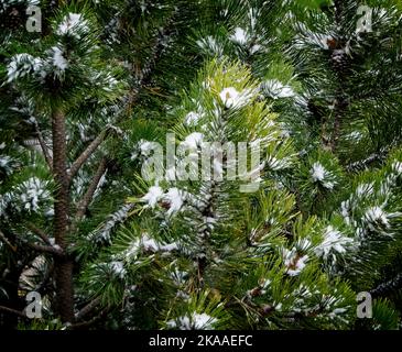 Kiefernsträucher Calgary Alberta Stockfoto