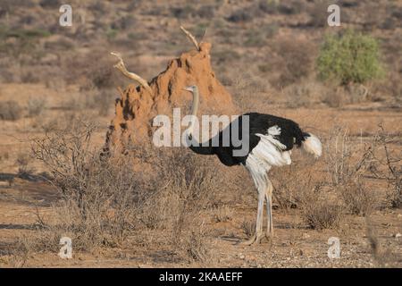 Somali-Strauß (Struthio molybdophanes), Männchen im Zuchtgefieder, fotografiert gegen einen Termitenhügel Stockfoto