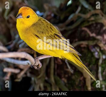 Atlantischer Kanarienvögel, ein kleiner brasilianischer Wildvögel. Der gelbe kanarienvögel Crithagra flaviventris ist ein kleiner Singvögel aus der Familie der Finken. Stockfoto