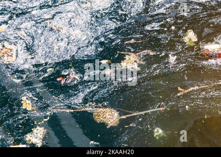 Schadstoffe mischen sich mit Algen im Hafenwasser; Kodiak; Alaska; USA Stockfoto