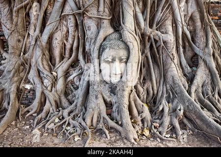Buddhas stehen in den Wurzeln eines Bodhi-Baumes im Wat Mahathat im Ayutthaya Historical Park in Ayutthaya Thailand Stockfoto