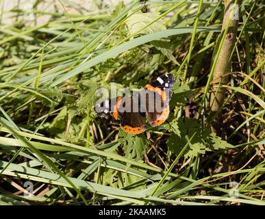 Roter Admiral (Vanessa atalanta) Schmetterling auf einem Blatt sitzend Stockfoto