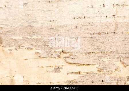 Birke Rinde natürliche Textur Hintergrund. Hochwertige Fotos Stockfoto