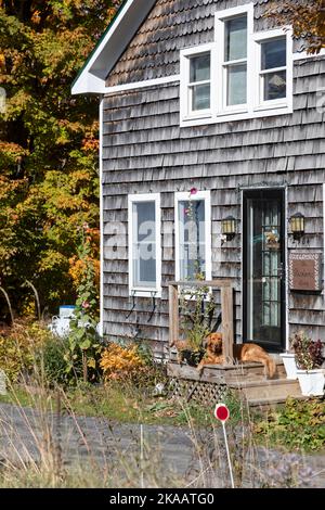 Hund, der im Herbst vor dem Haus ruht, Wolcott, Vermont, USA Stockfoto