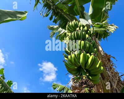 Ein Haufen grüner Bananen auf der Palme vor dem Hintergrund des Himmels Stockfoto