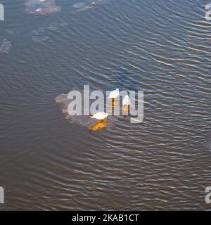 Eisschollen auf dem Main mit Taube, Textur Stockfoto