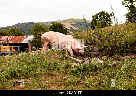 Schweine essen auf einer Wiese in einer Bio-Fleischfarm, Frankreich Stockfoto