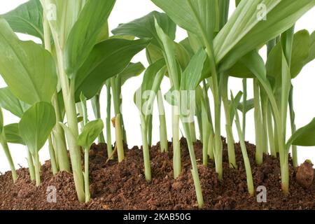 Nahaufnahme von wachsenden jungen Kurkuma-Pflanzen, Curcuma longa, Kräuter-Heilpflanze isoliert auf weißem Hintergrund Stockfoto