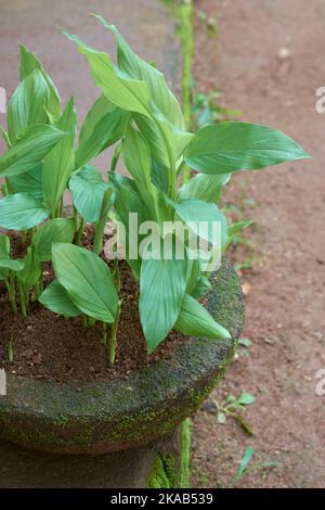 Junge Kurkuma-Pflanzen, die im Topf im Freien wachsen, Curcuma longa, eine Kräuterheilpflanze, die selektiv mit Kopieplatz in den Mittelpunkt gestellt wird Stockfoto