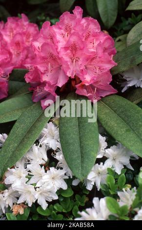 TIEFROSA RHODODENDRON BLÜHT GEGEN WEISSEN AZALEA-BUSCH. Stockfoto