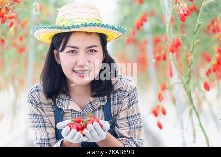 Junge Frau mit uniformiem Lächeln, die nach der Ernte frische rote Tomaten an den Händen hält Stockfoto
