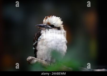 Lachender Kookaburra-Vogel, der auf einem Ast ruht Stockfoto