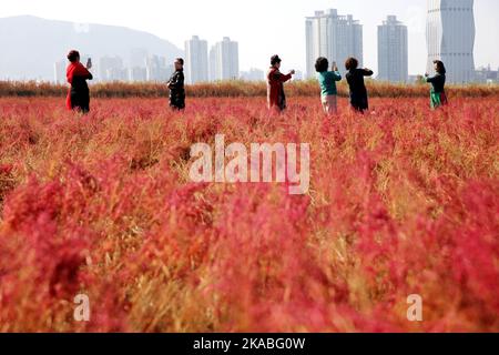 LIANYUNGANG, CHINA - 2. NOVEMBER 2022 - Menschen spielen in einem Feuchtgebiet in der Nähe des Ganghai-Damms in der Stadt Lianyungang, der Stadt Jiangsu in Ostchina Stockfoto