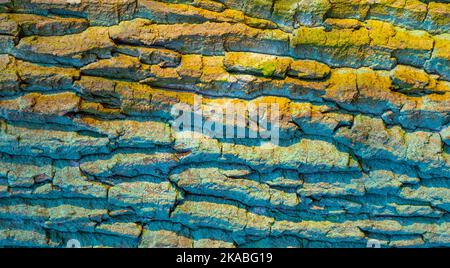 Rinde einer alten Eiche in harmonischen grünen gelben Farben Stockfoto