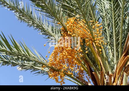 Dattelpalme mit Ästen und frischen Datteln vor einem sonnigen Himmel. Konzept der tropischen Früchte und Palmenlandwirtschaft. Hochwertige Fotos Stockfoto