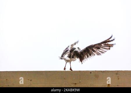 möwe steht bei starkem Regen auf dem Pier Stockfoto