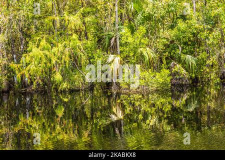 Unterholz und Wurzeln von grünen Mangrovenbäumen im Everglades National Park Stockfoto