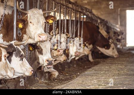 Intensive Zucht von Kühen in Folge für die Milchproduktion genutzt, beschränkt auf einen Stall auf einem Bauernhof, viele Kühe mit Ketten gebunden. Intensive Tierhaltung Stockfoto