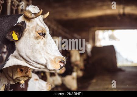 Intensive Zucht von Kühen in Folge für die Milchproduktion genutzt, beschränkt auf einen Stall auf einem Bauernhof, viele Kühe mit Ketten gebunden. Intensive Tierhaltung Stockfoto