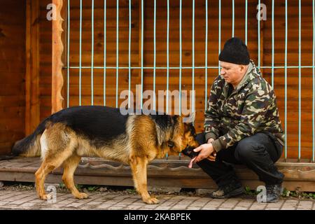 Deutscher Schäferhund in der Ausbildung Stockfoto