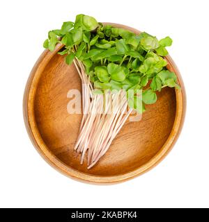 Gewöhnlicher Buchweizen-Mikrokrün, in einer Holzschale. Verzehrfertige Sprossen, grüne Setzlinge, junge Pflanzen und Triebe von Fagopyrum esculentum. Stockfoto