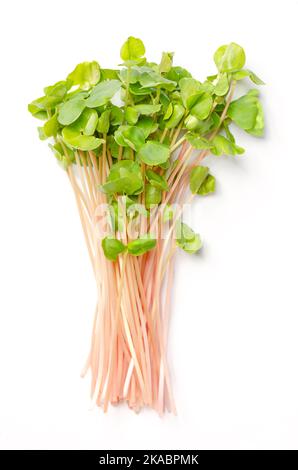 Ein Haufen von Buchweizen-Mikrogrüns. Verzehrfertige frische Sprossen, grüne Setzlinge, junge Pflanzen und Triebe von Fagopyrum esculentum. Stockfoto