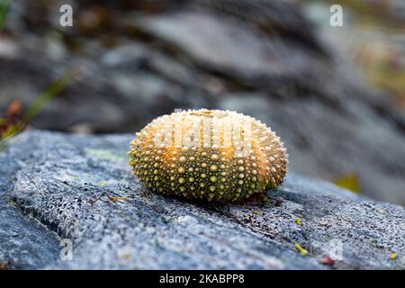 Seeigel Muscheln und Muscheln Stockfoto