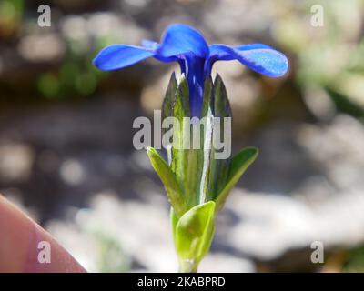 Eine Auswahl von alpinen Blumen, die in den europäischen Alpen gefunden werden. Alle Bilder, die ich selbst gemacht habe, während ich die Natur der Alpen erkundeten und entdeckten. Stockfoto