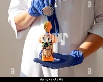 Arzt hört mit Stethoskop 3D menschliches Modell mit inneren Organen. Konzept der medizinischen Diagnostik und Pflege. Stockfoto