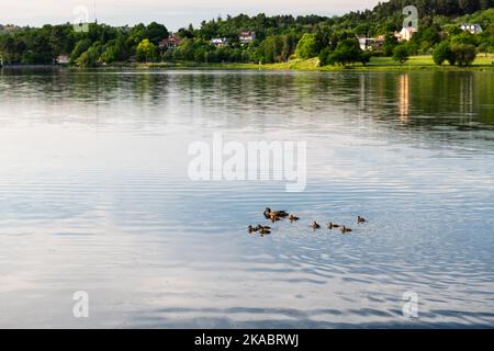 Eine kleine Gruppe von Entchen folgt ihrer Mutter auf einem Stausee in der Nähe von Ourense in Galizien in der Abenddämmerung, Spanien. Stockfoto