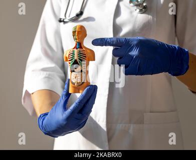 Konzept der Schilddrüse- und Trachea-Erkrankungen. Endokrinologe mit menschlichem körper des modells 3D in den Händen. Stockfoto
