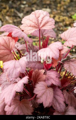 Heucheras Pflanzenlaub Heuchera „Traubennatron“ Stockfoto