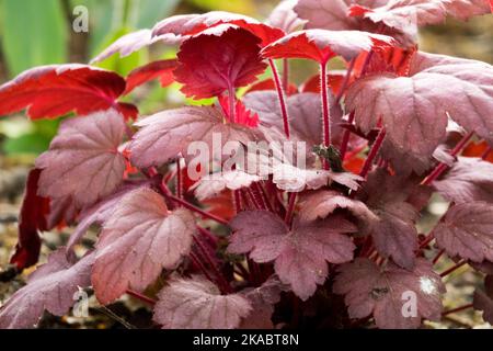 Laub, Aloom-Wurzel, Korallenglocken Heuchera „Grape Soda“ Stockfoto