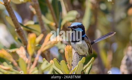 Männlich Superb Fairy Wren in Australien Stockfoto