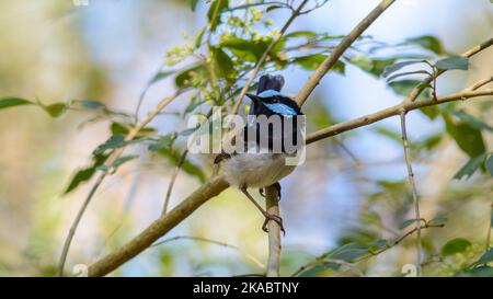 Männlich Superb Fairy Wren in Australien Stockfoto